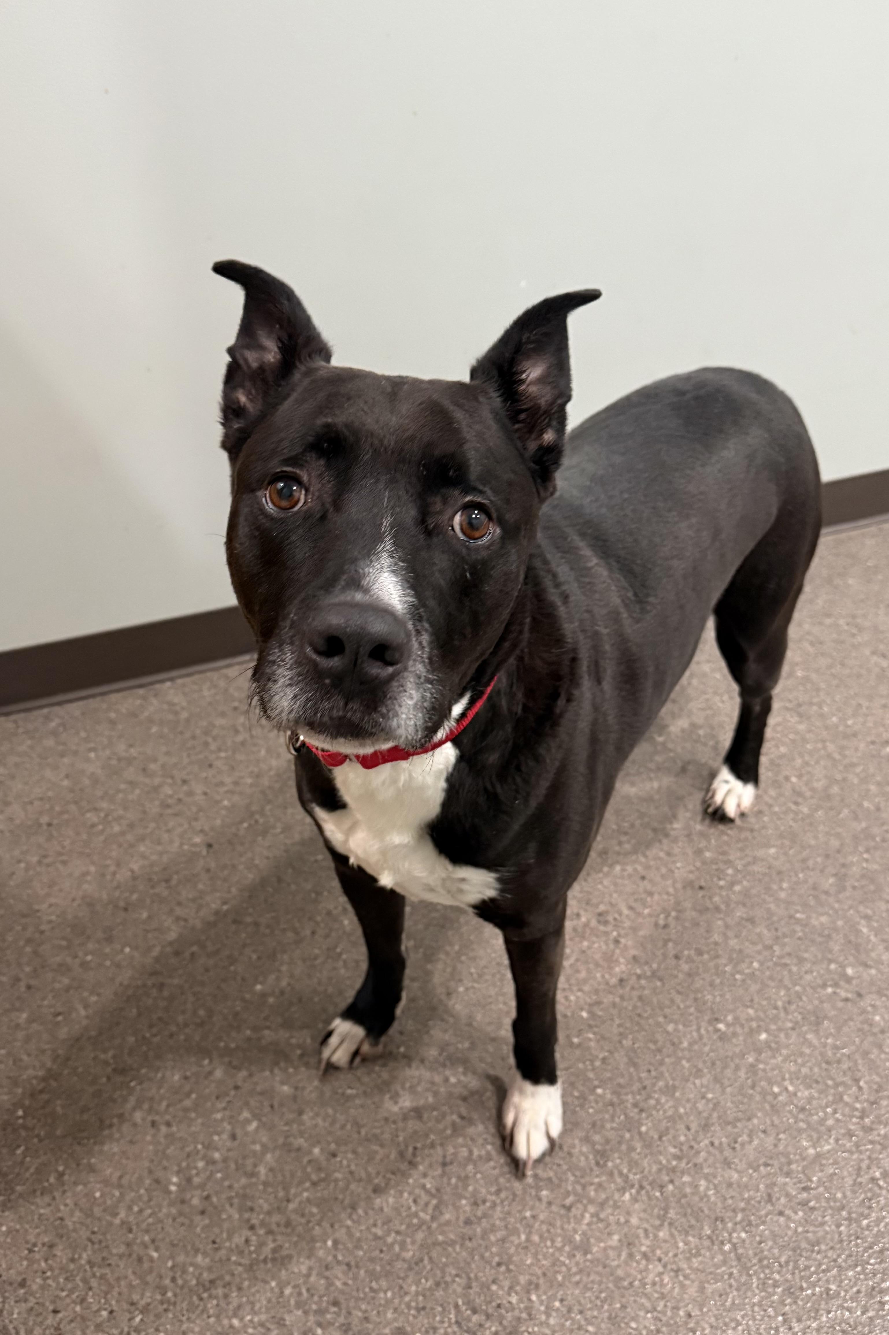 Enlarge Mickey, a ADOPTABLE mixed breed in Sault Sainte Marie, MI image 1/3