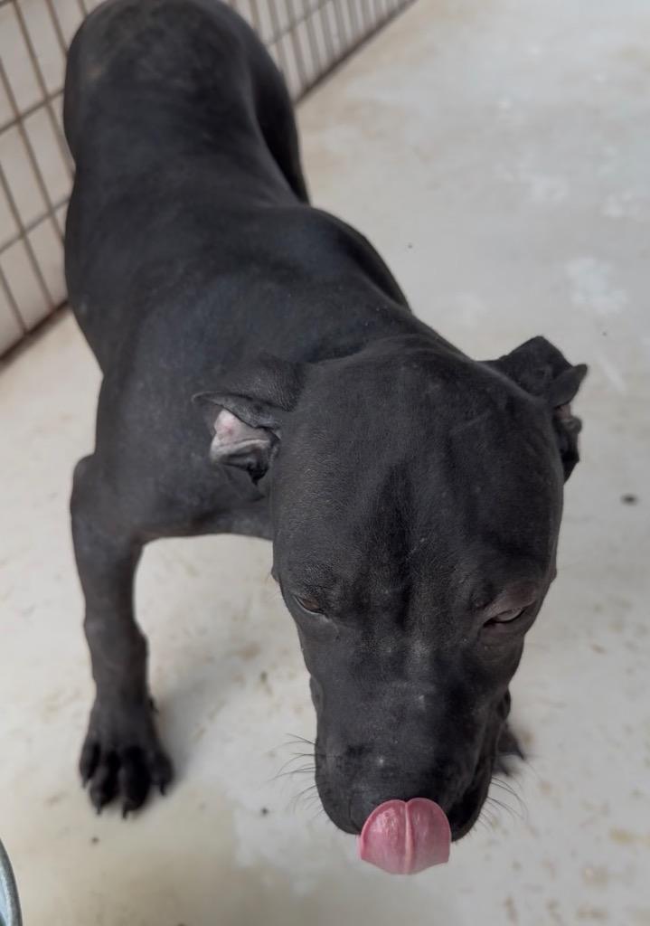 Enlarge Woody, a Adoptable Pit Bull Terrier in Nashville, GA image 1/5