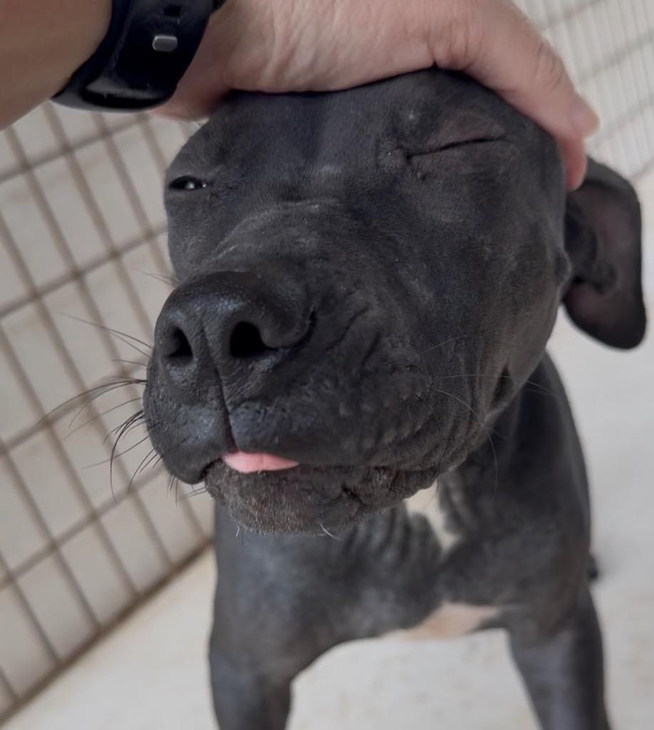 Enlarge Woody, a Adoptable Pit Bull Terrier in Nashville, GA image 2/5