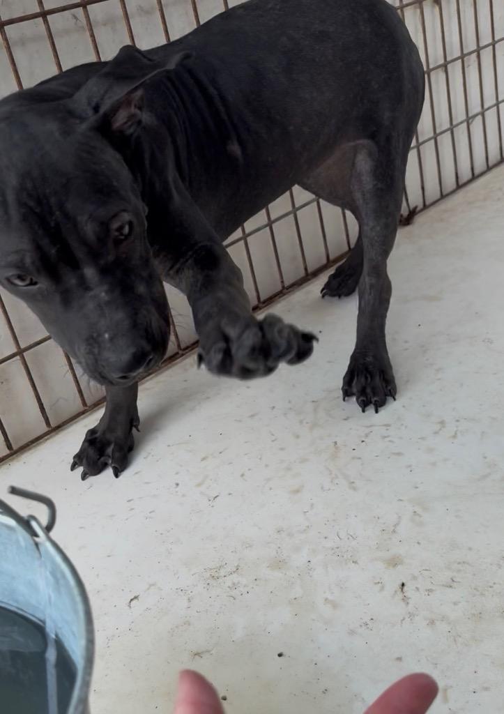 Enlarge Woody, a Adoptable Pit Bull Terrier in Nashville, GA image 3/5