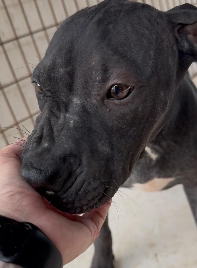 Enlarge Woody, a Adoptable Pit Bull Terrier in Nashville, GA image 4/5