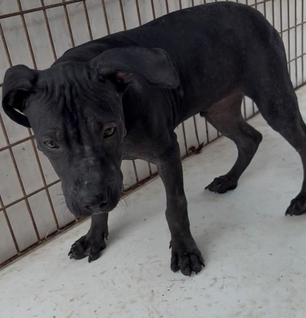 Enlarge Woody, a Adoptable Pit Bull Terrier in Nashville, GA image 5/5