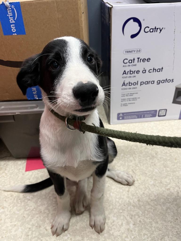 Sam, Adoptable, Puppy Male Border Collie & Mixed Breed.