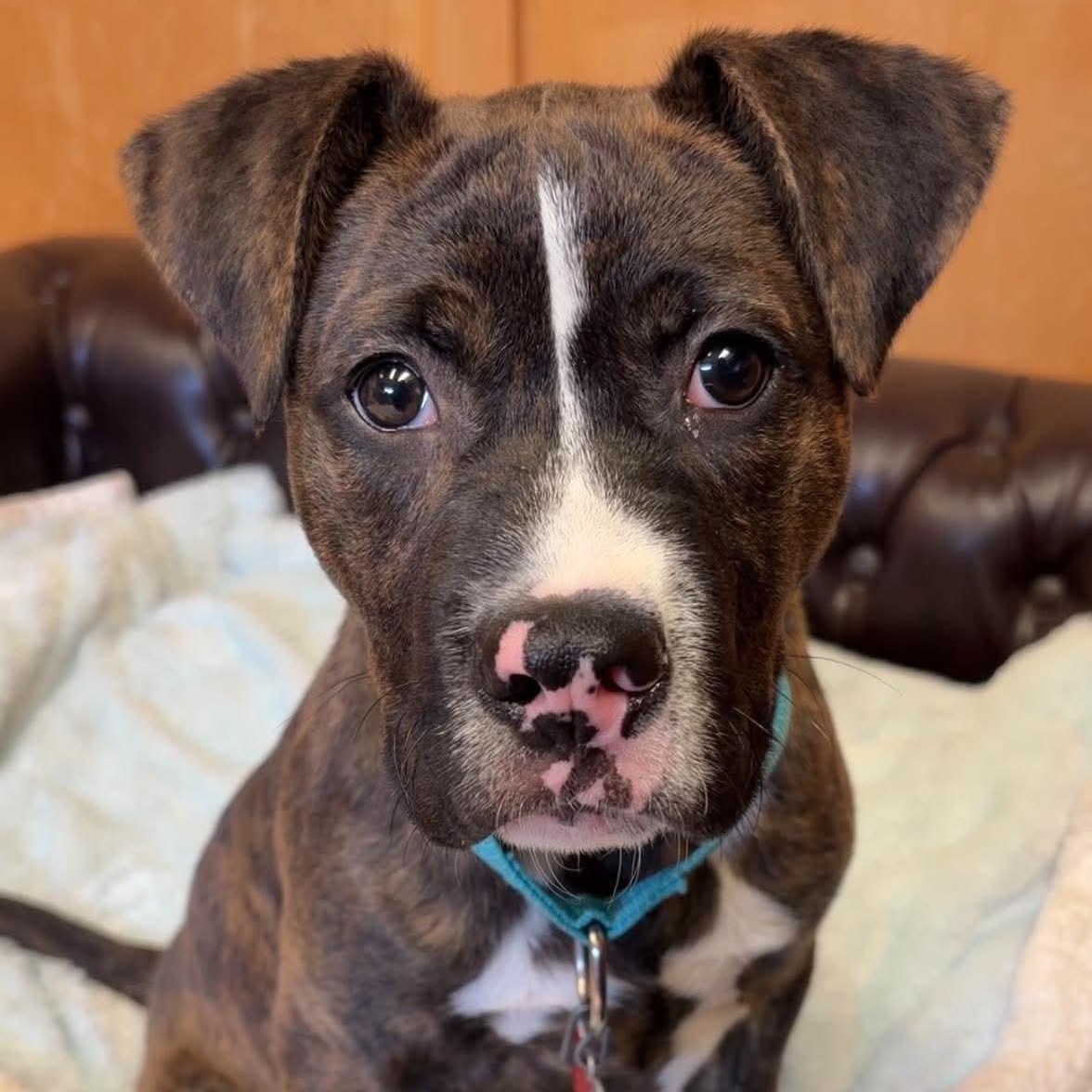 Matt Hellebuyck, ADOPTABLE, Puppy Male Terrier.