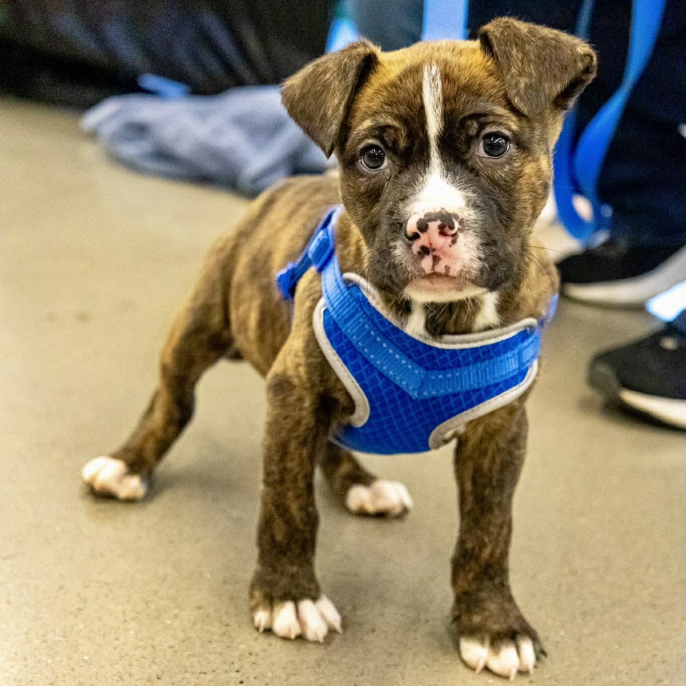 Matt Hellebuyck, ADOPTABLE, Puppy Male Terrier.