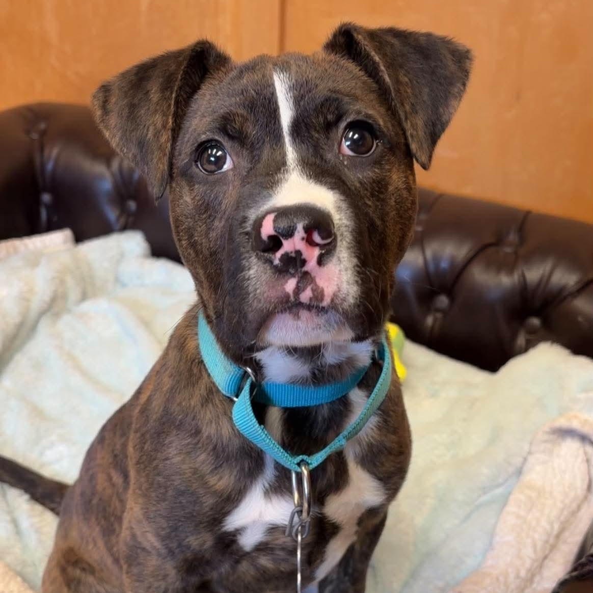 Enlarge Matt Hellebuyck, a ADOPTABLE Terrier in Valparaiso, IN image 3/3
