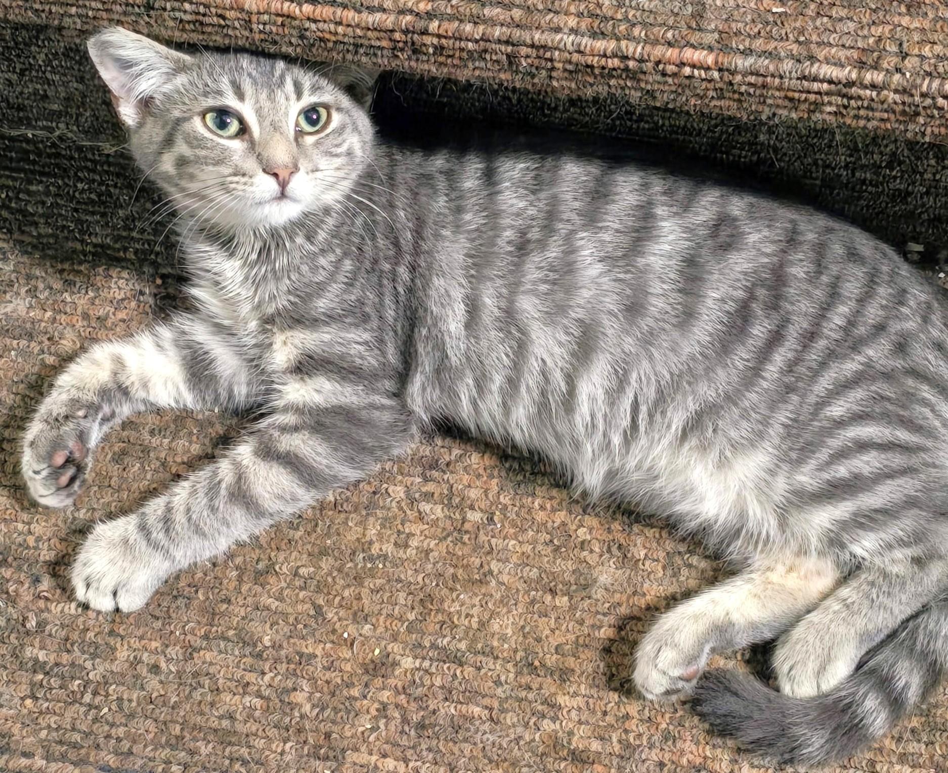 Dylan, Adoptable, Kitten Male Tabby.