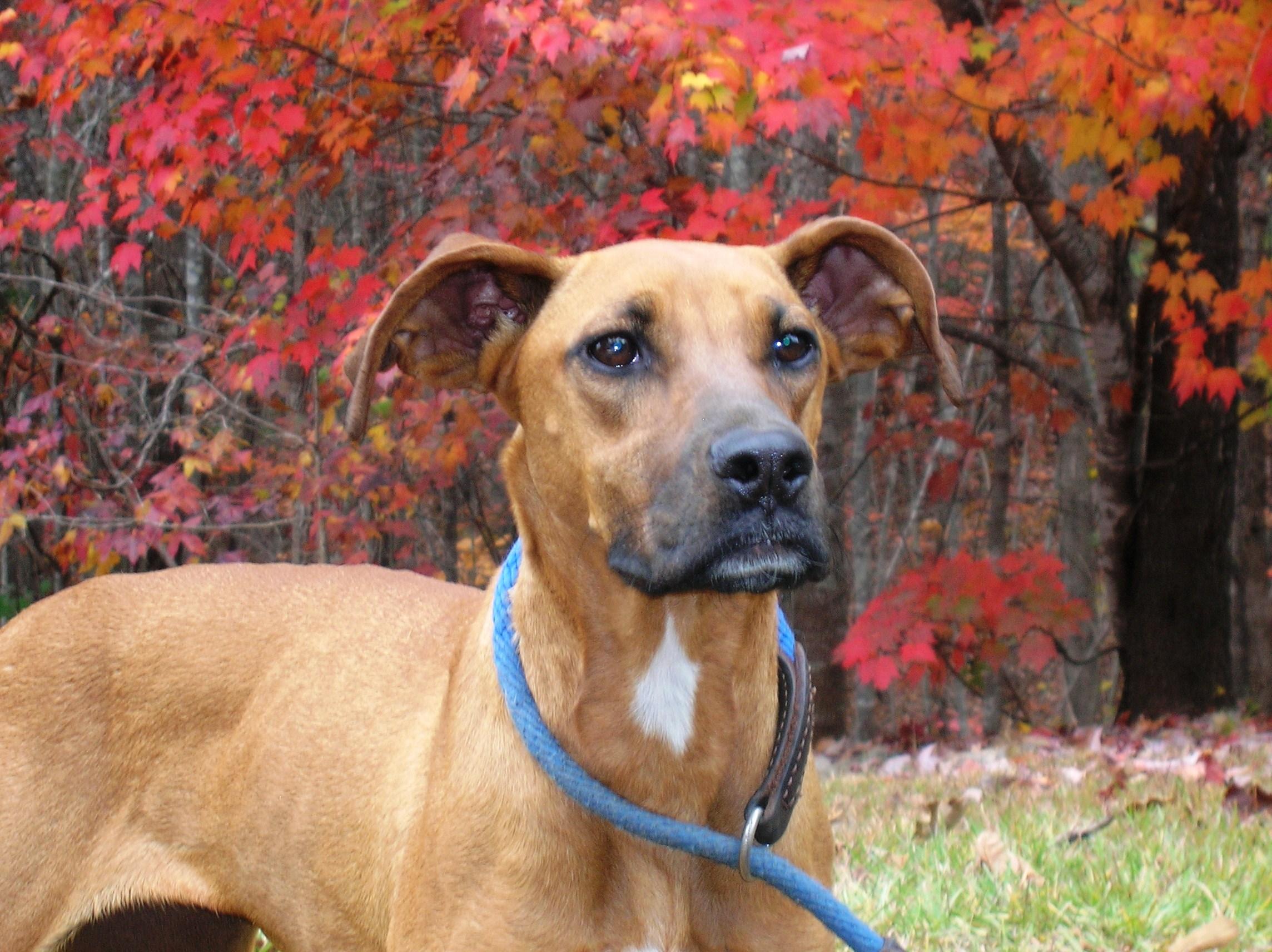 Haley, a Adoptable mixed breed in Westminster, SC image 1/4