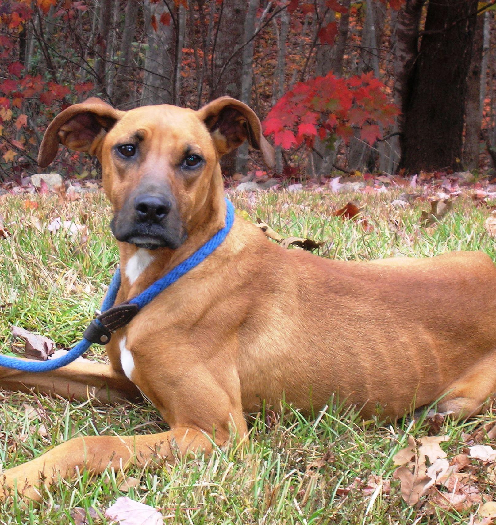 Haley, a Adoptable mixed breed in Westminster, SC image 2/4