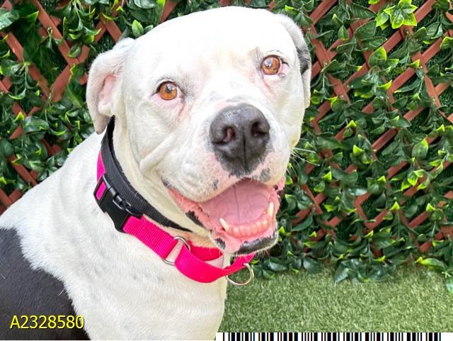 CHANNEL, Adoptable, Young Female Mixed Breed & Mixed Breed.