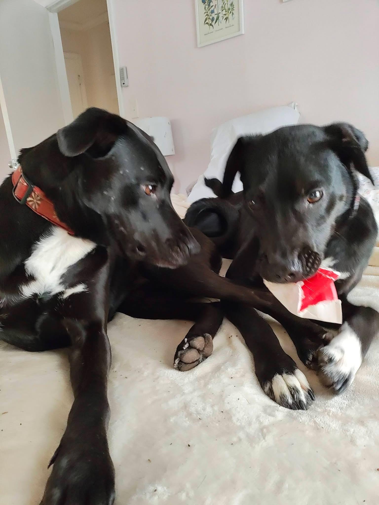 Audra , an adopted mixed breed in Louisville, KY image 4/4