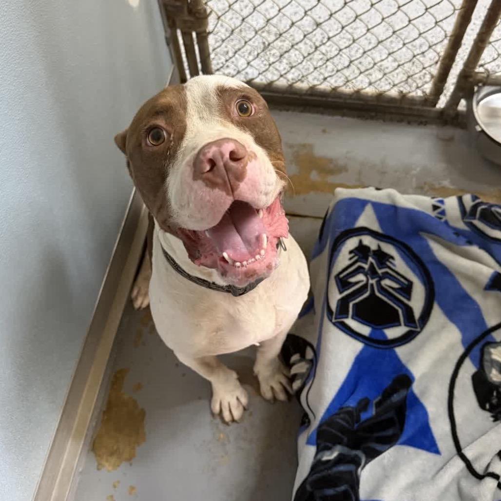 Enlarge Preston  29899, a Adoptable Mixed Breed in Middleburg, FL image 1/2