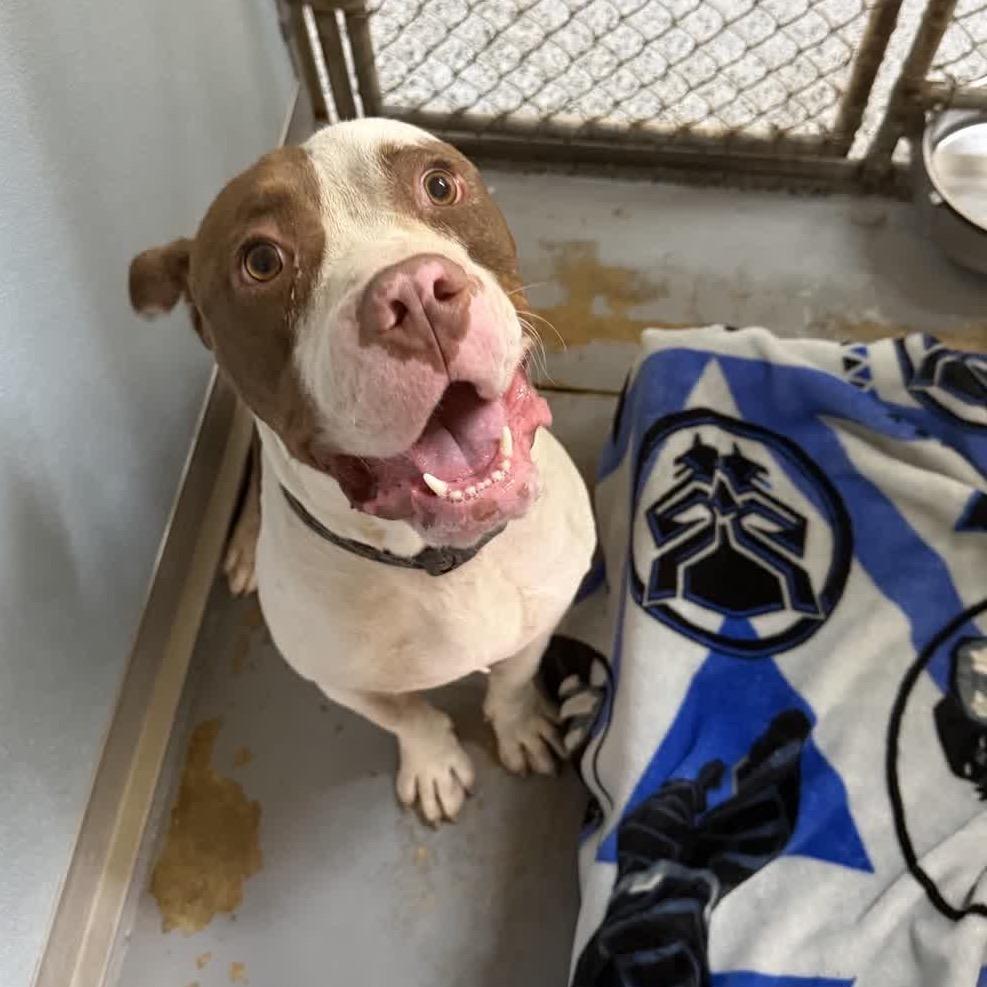 Enlarge Preston  29899, a Adoptable Mixed Breed in Middleburg, FL image 2/2