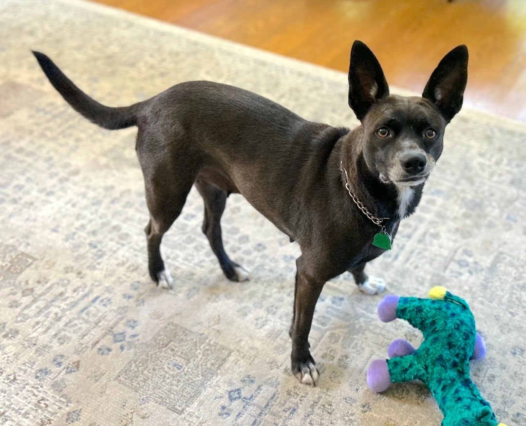 Enlarge STARR, a Adoptable mixed breed in Kingwood, TX image 2/5