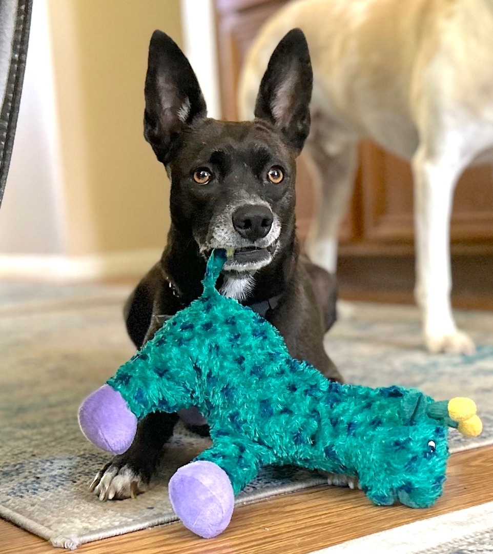 Enlarge STARR, a Adoptable mixed breed in Kingwood, TX image 1/5