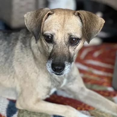 Enlarge Tuffy, a Adoptable mixed breed in Thornton, TX image 1/1