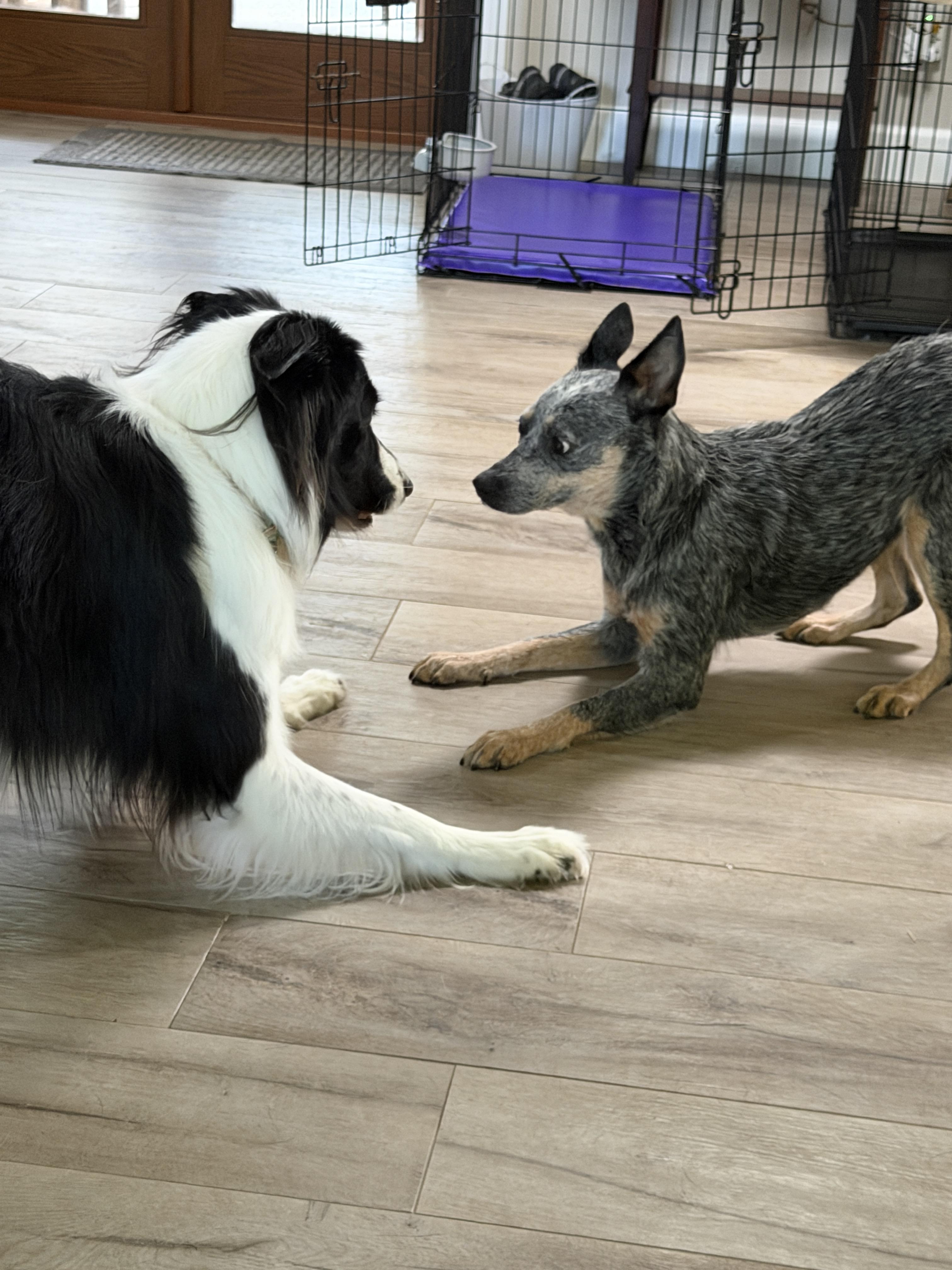 Ximera, Adoptable, Adult Female Australian Cattle Dog / Blue Heeler.