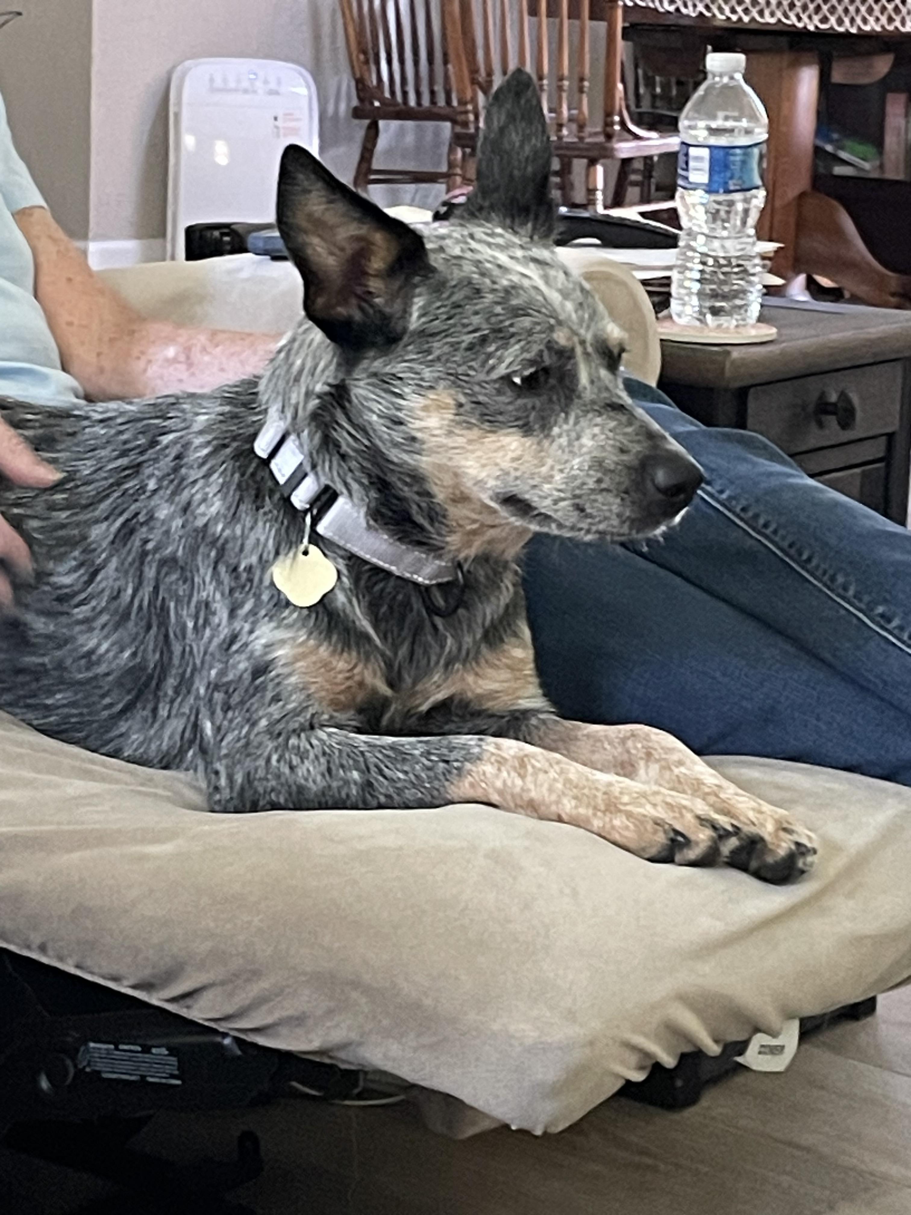 Enlarge Ximera, a Adoptable mixed breed in Bradenton, FL image 2/6