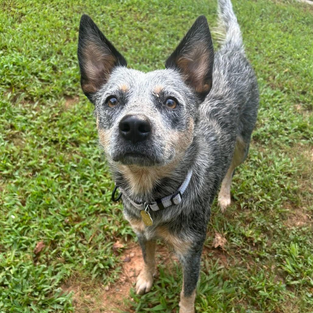 Enlarge Ximera, a Adoptable mixed breed in Bradenton, FL image 3/6