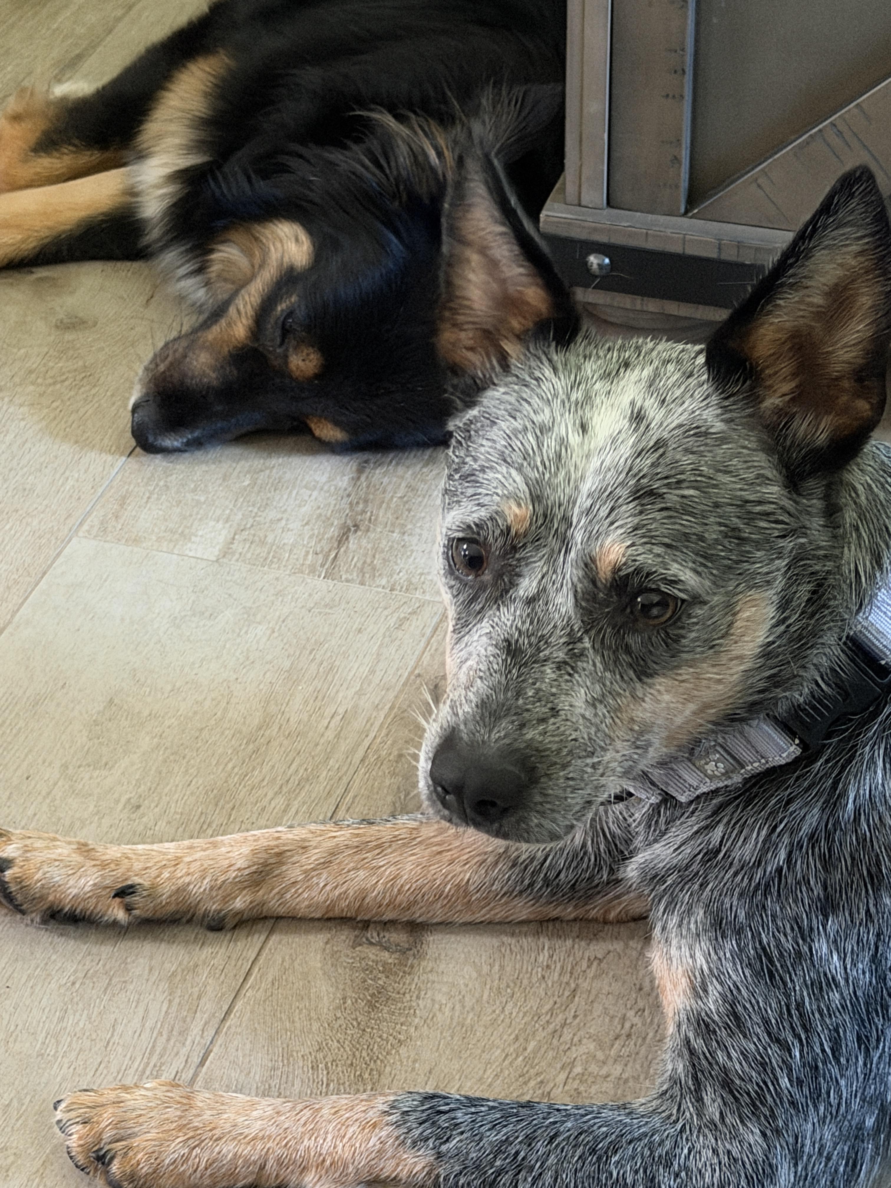 Enlarge Ximera, a Adoptable mixed breed in Bradenton, FL image 4/6