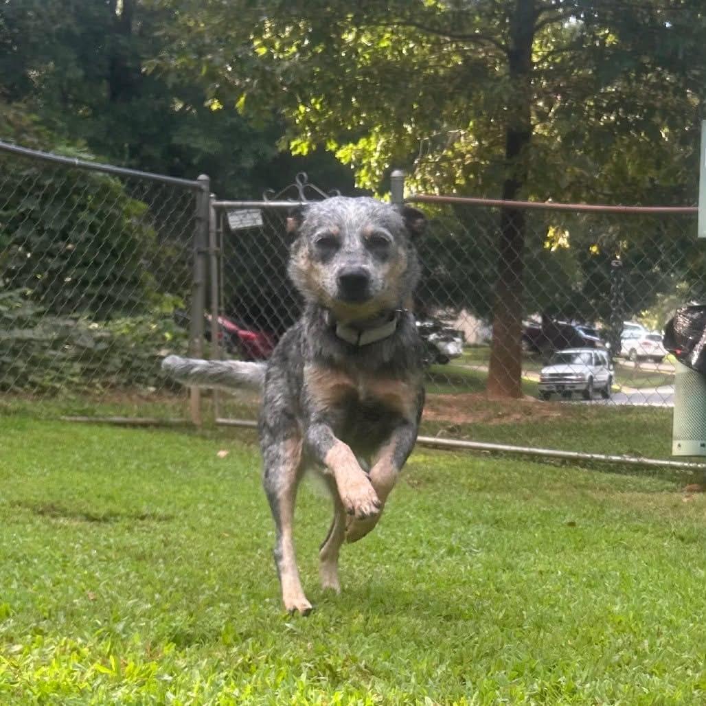 Enlarge Ximera, a Adoptable mixed breed in Bradenton, FL image 5/6