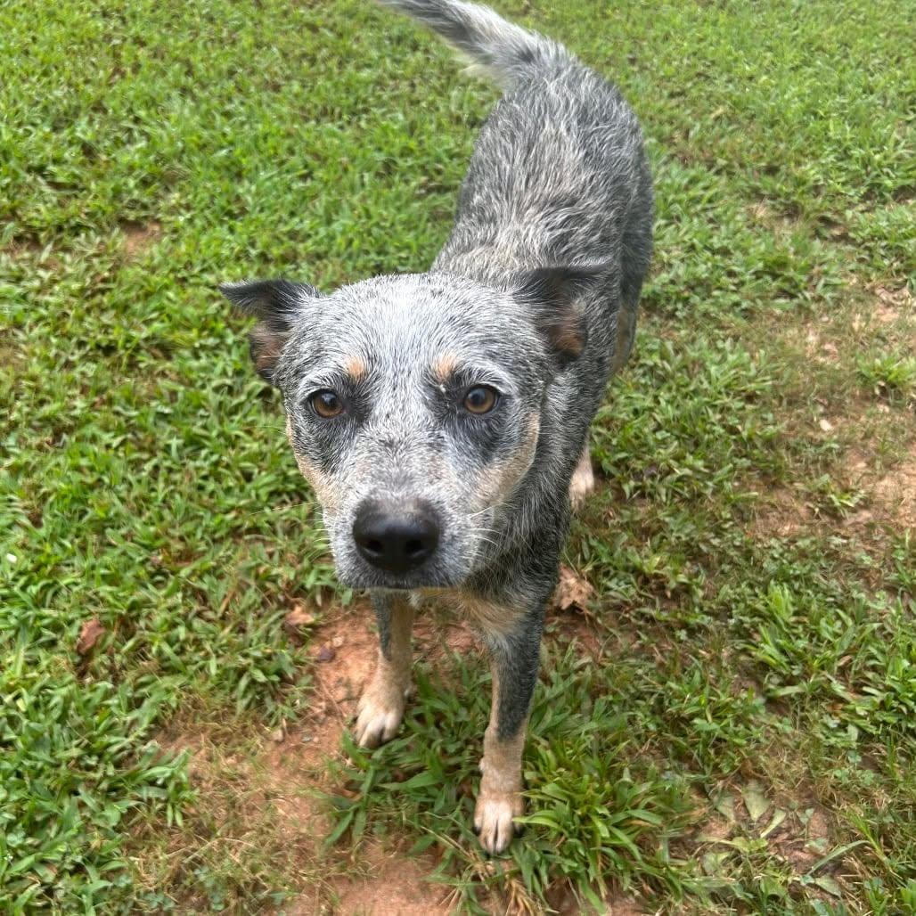 Enlarge Ximera, a Adoptable mixed breed in Bradenton, FL image 6/6