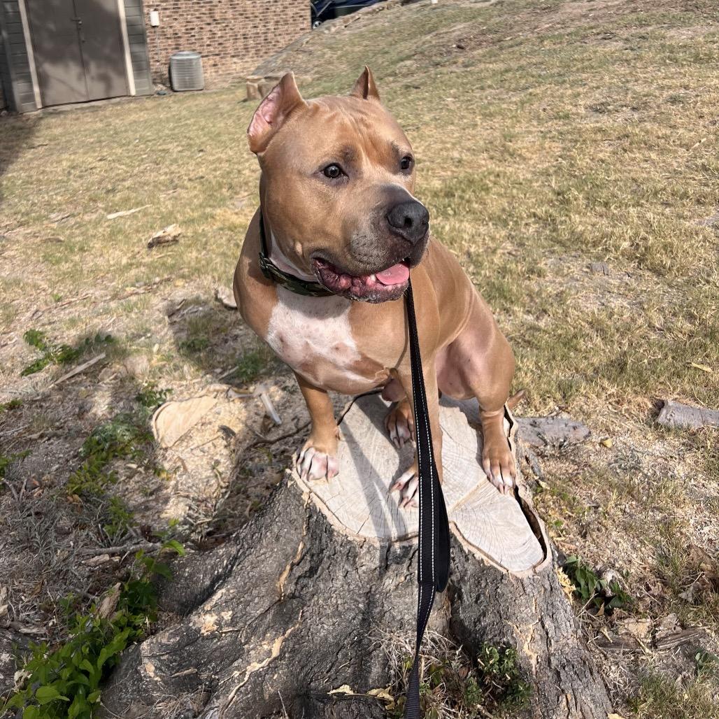 KodaBear, Adoptable, Adult Male Pit Bull Terrier.