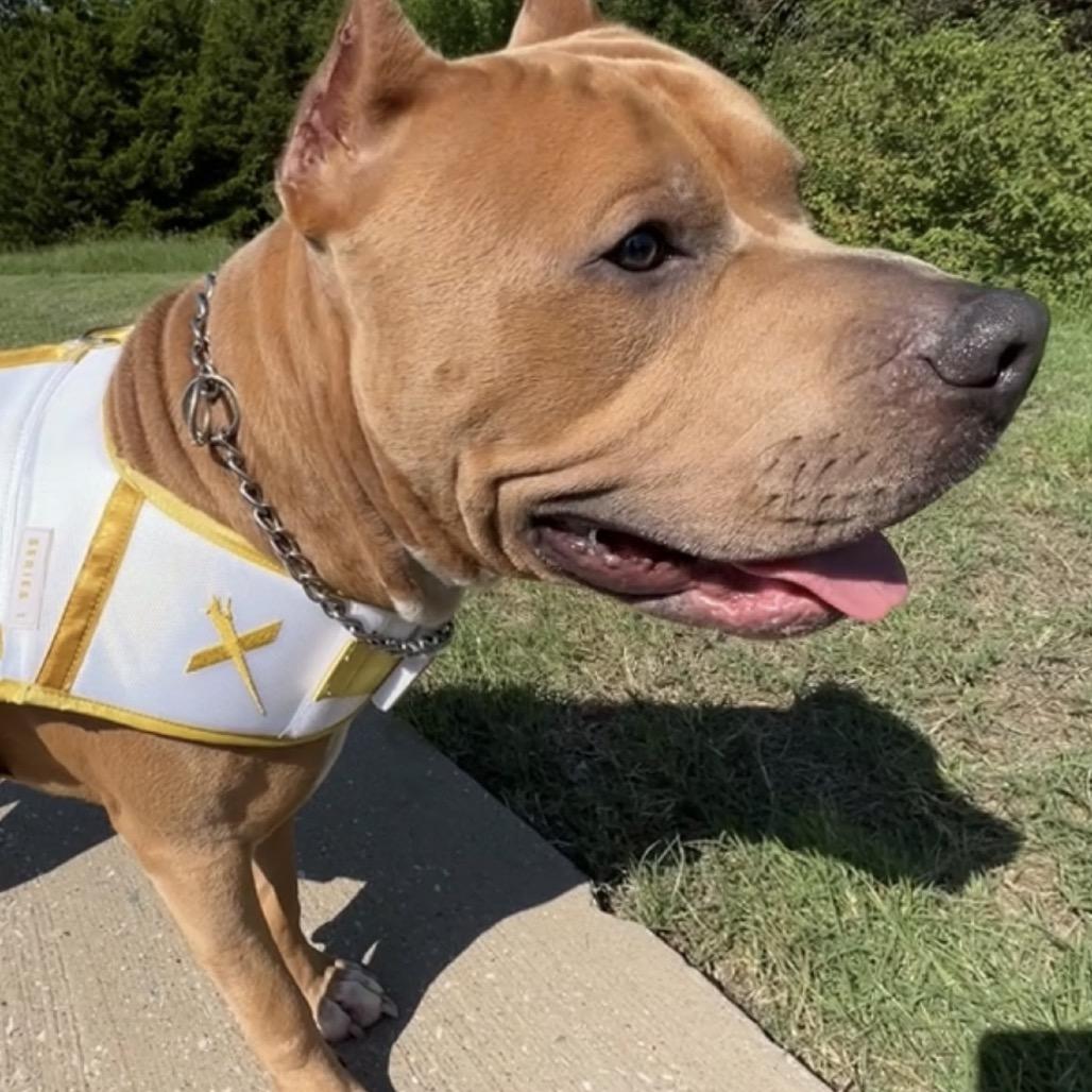 Enlarge KodaBear, a Adoptable Pit Bull Terrier in Dallas, TX image 2/4