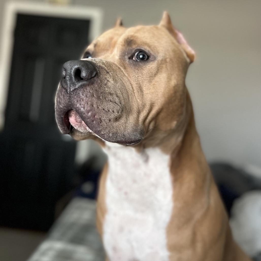 Enlarge KodaBear, a Adoptable Pit Bull Terrier in Dallas, TX image 3/4