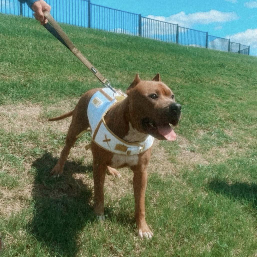 Enlarge KodaBear, a Adoptable Pit Bull Terrier in Dallas, TX image 4/4
