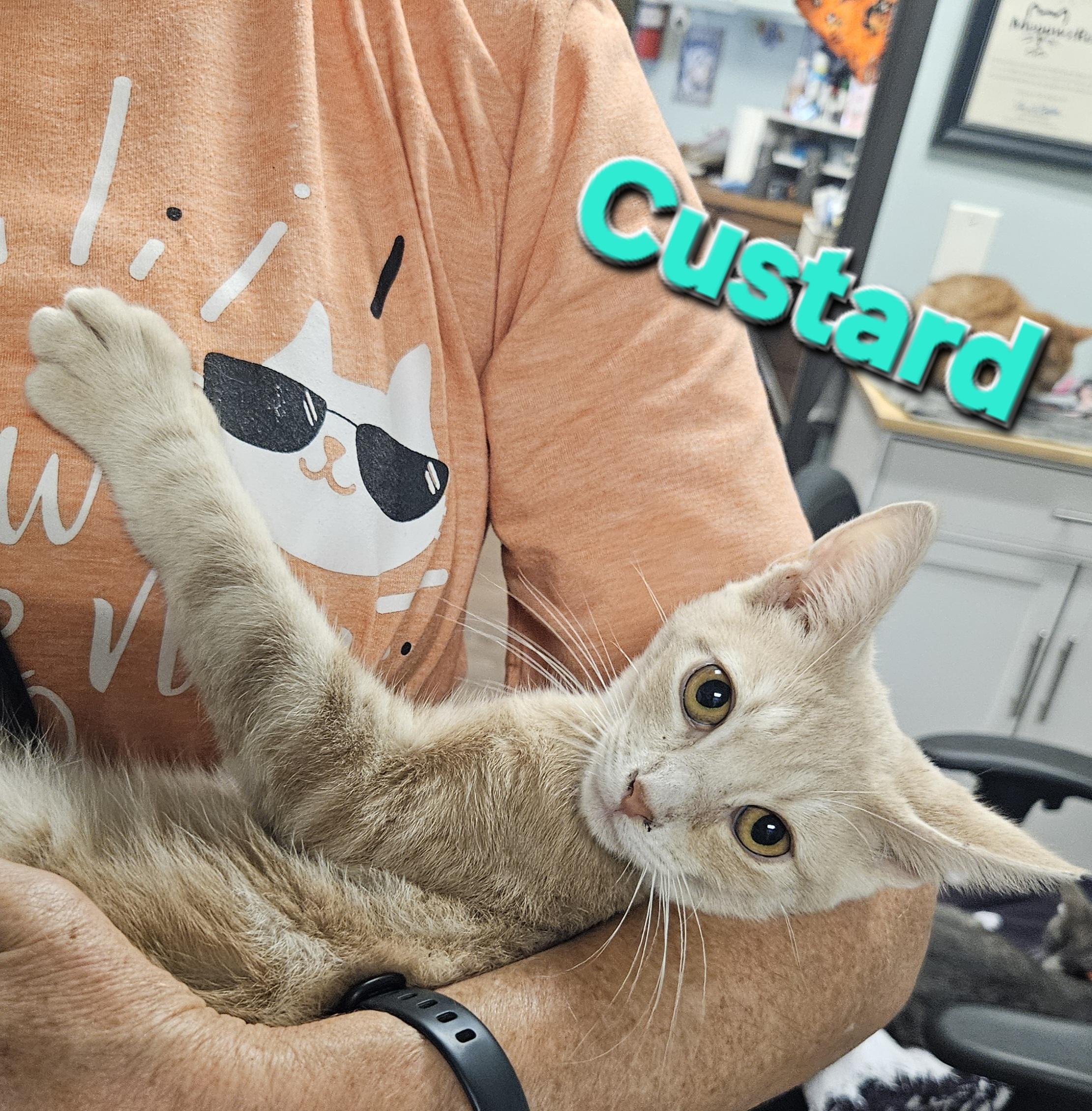 Custard