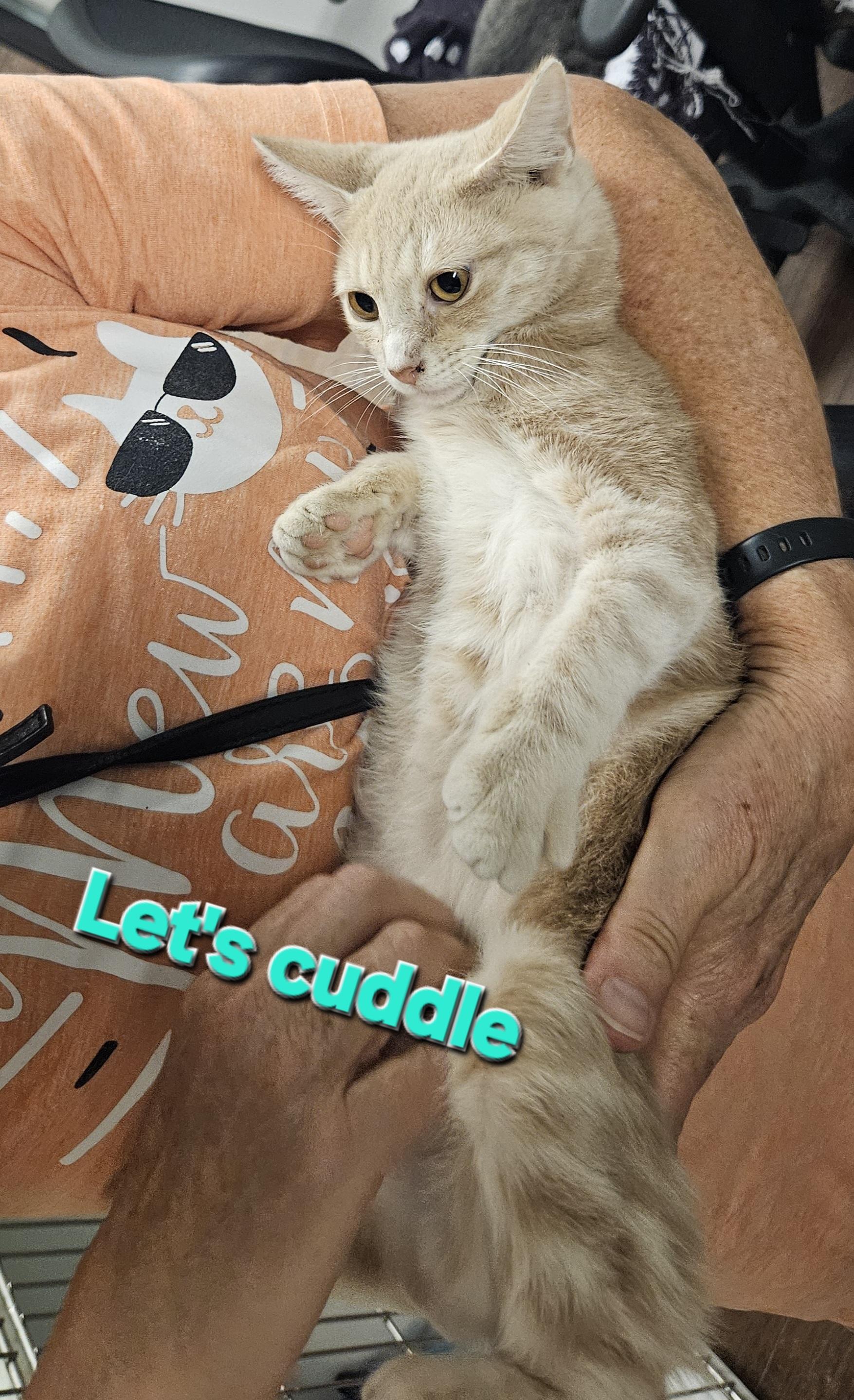 Custard