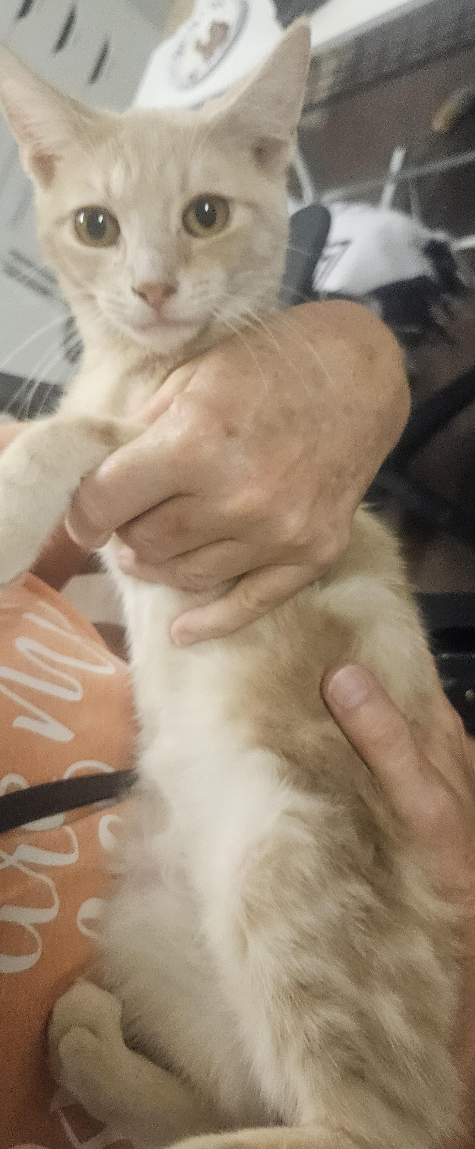Custard