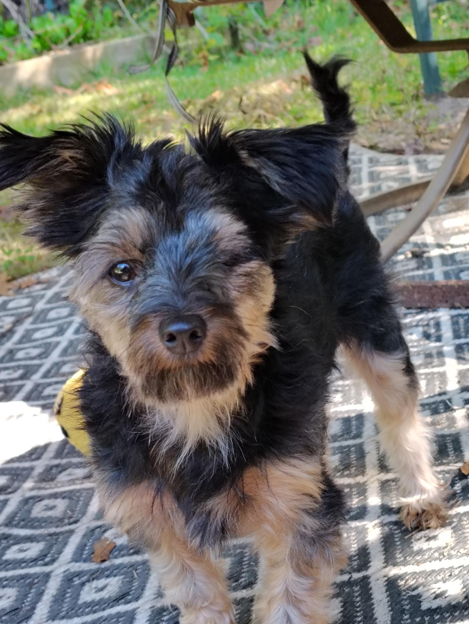 Windy, Adoptable, Young Female Chihuahua & Yorkshire Terrier.