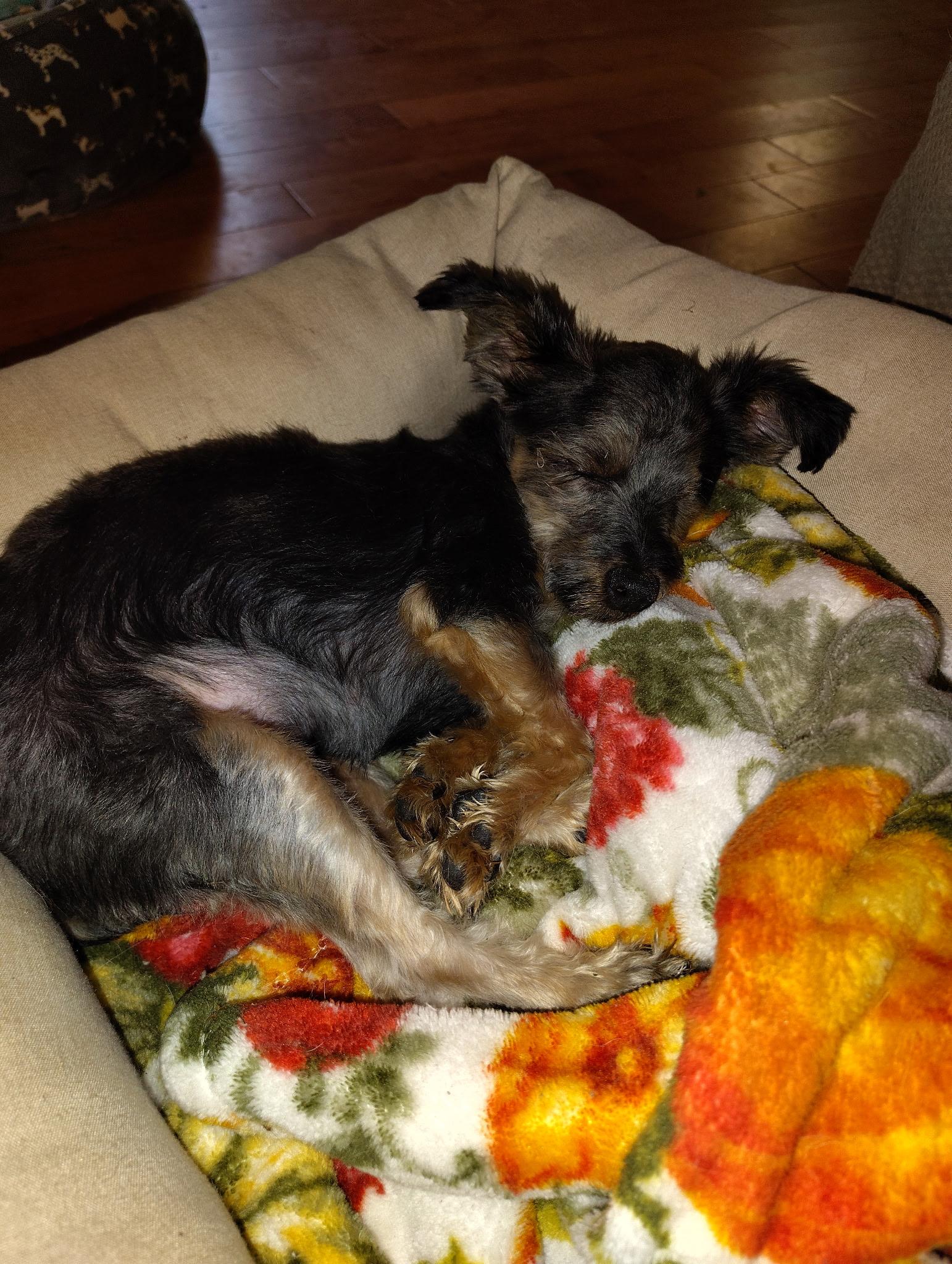 Windy, a Adoptable mixed breed in Bridgeton, NJ image 2/5