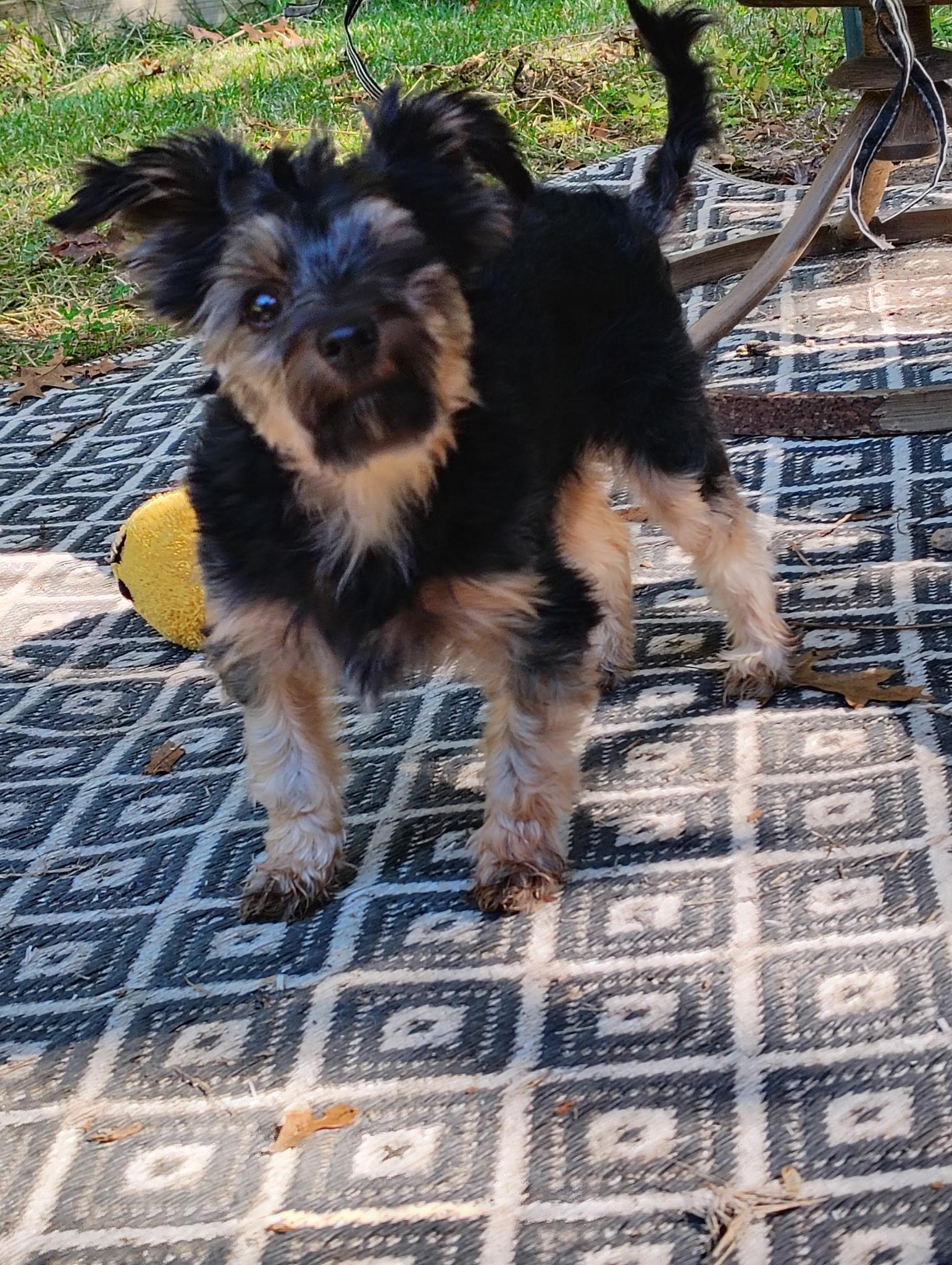 Windy, Adoptable, Young Female Chihuahua & Yorkshire Terrier.