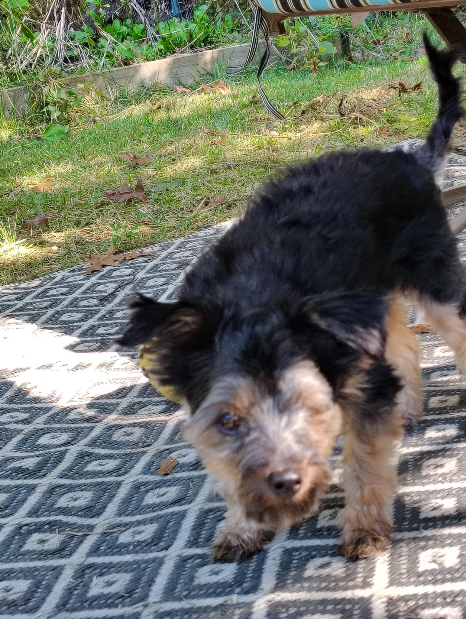 Windy, a Adoptable mixed breed in Bridgeton, NJ image 4/5