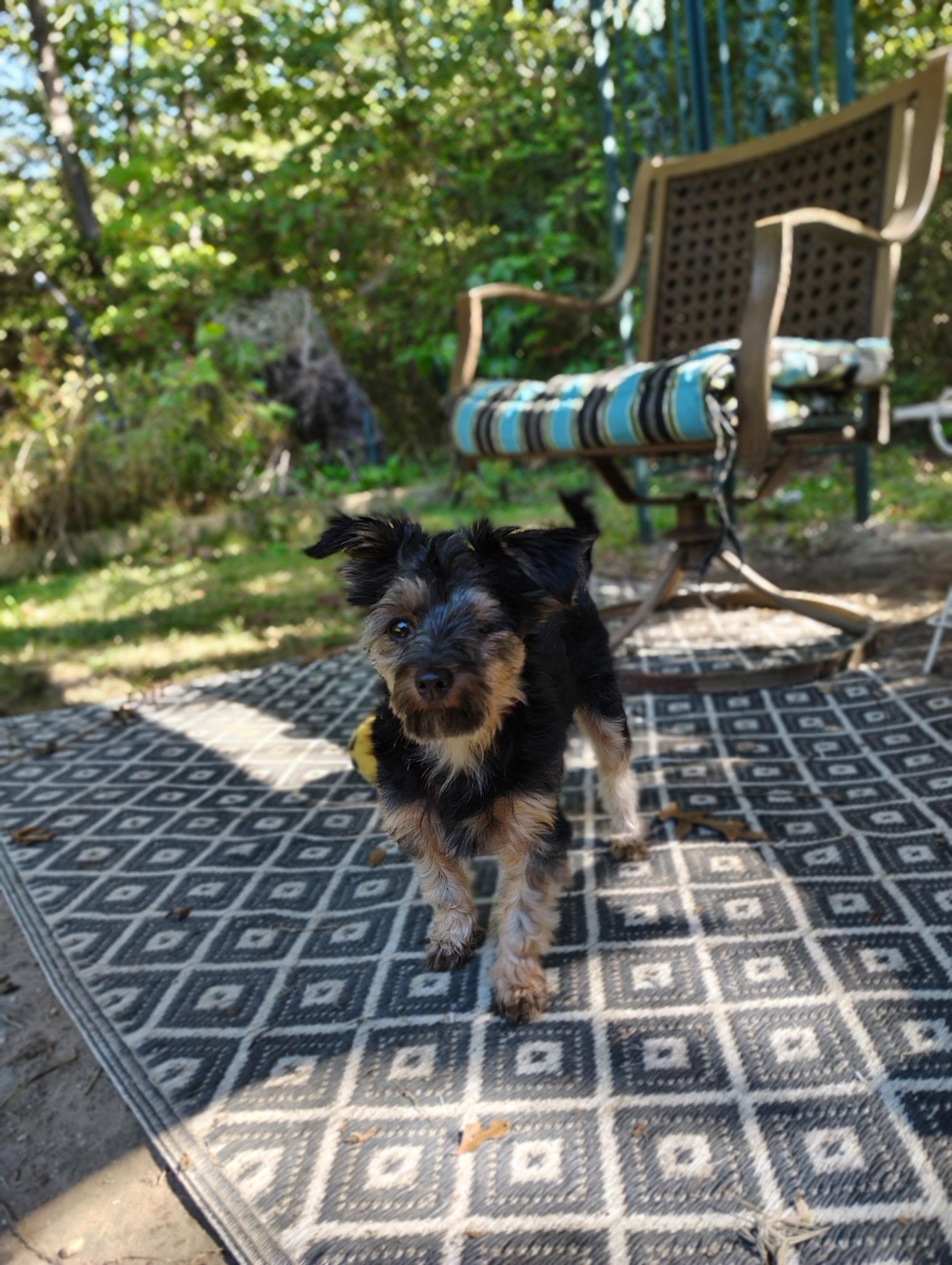 Windy, a Adoptable mixed breed in Bridgeton, NJ image 5/5