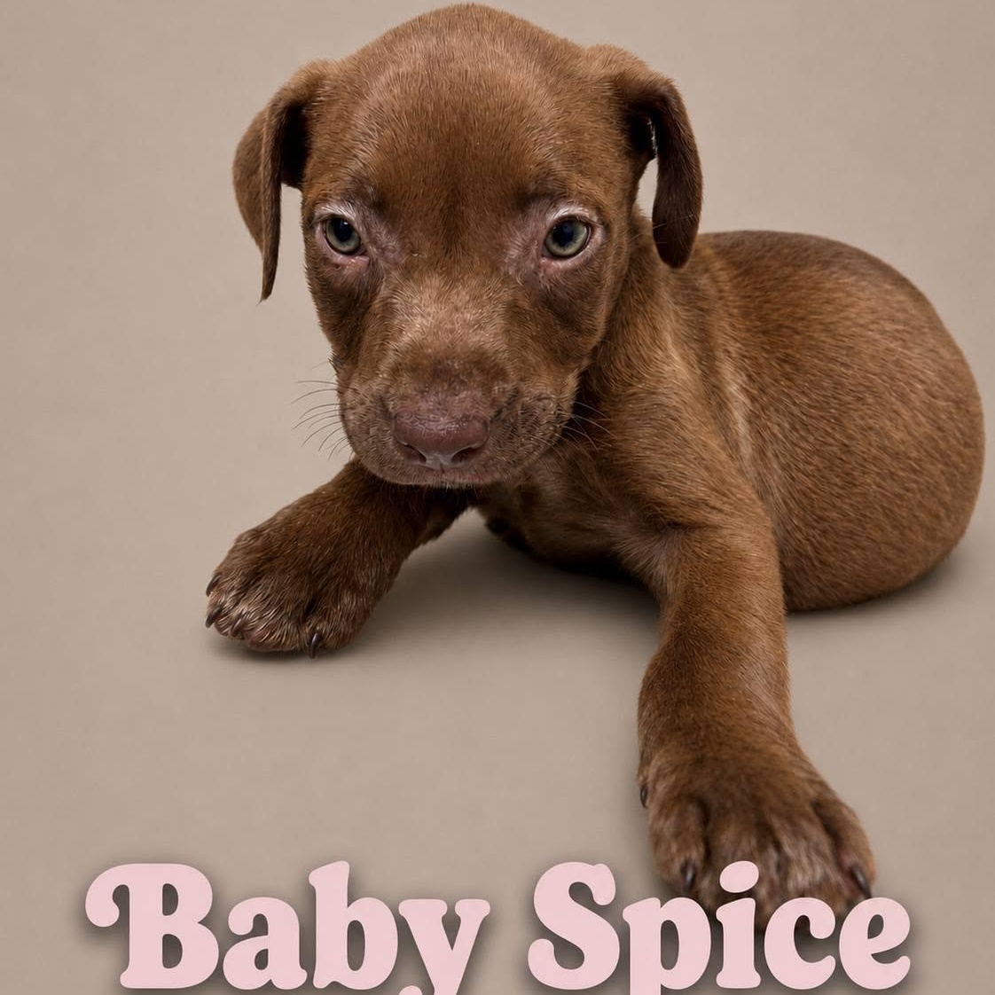Baby Spice, Adoptable, Puppy Female Labrador Retriever.