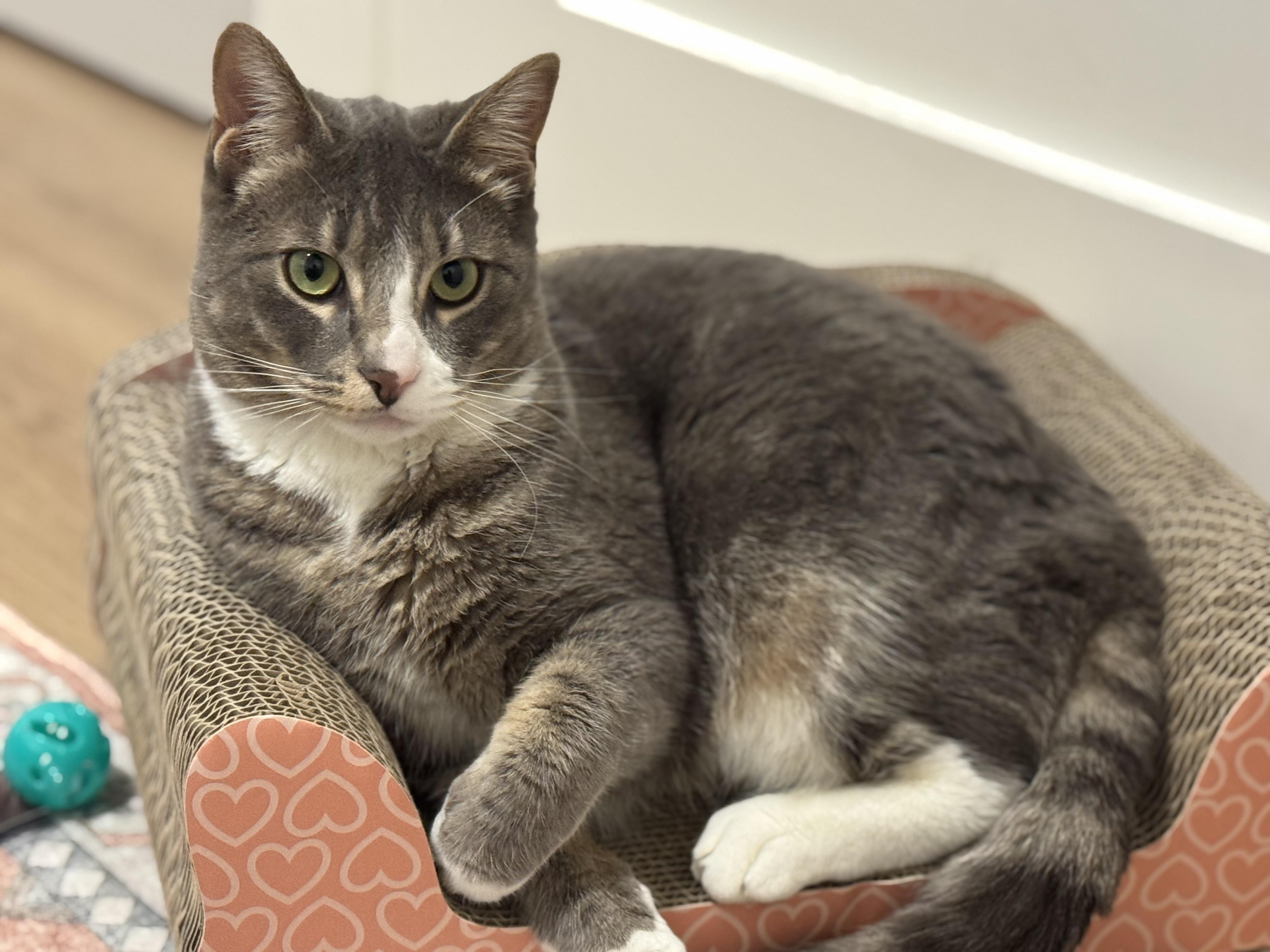 Enlarge Shubam, a ADOPTABLE Domestic Short Hair in Saanichton, BC image 1/4