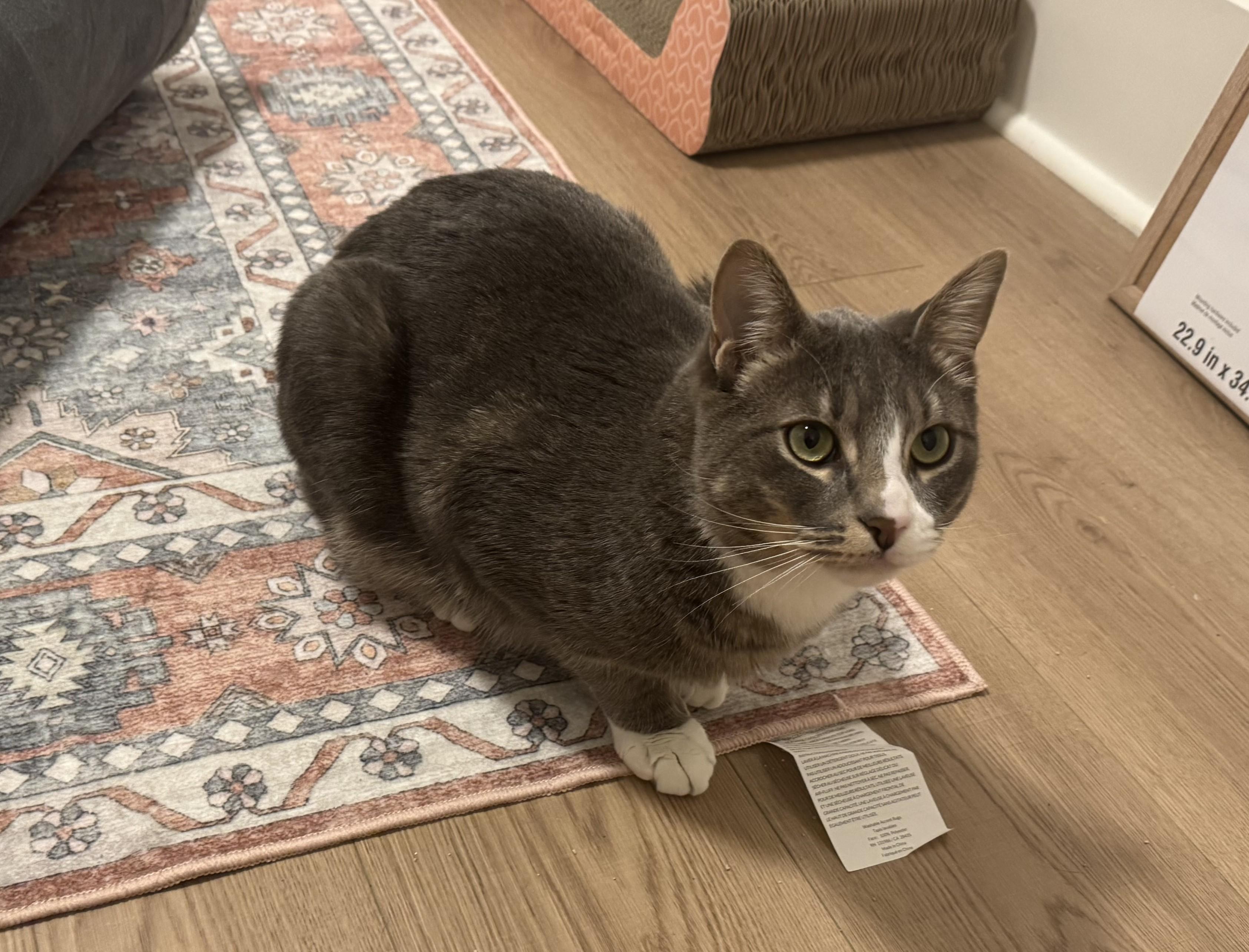 Enlarge Shubam, a ADOPTABLE Domestic Short Hair in Saanichton, BC image 2/4