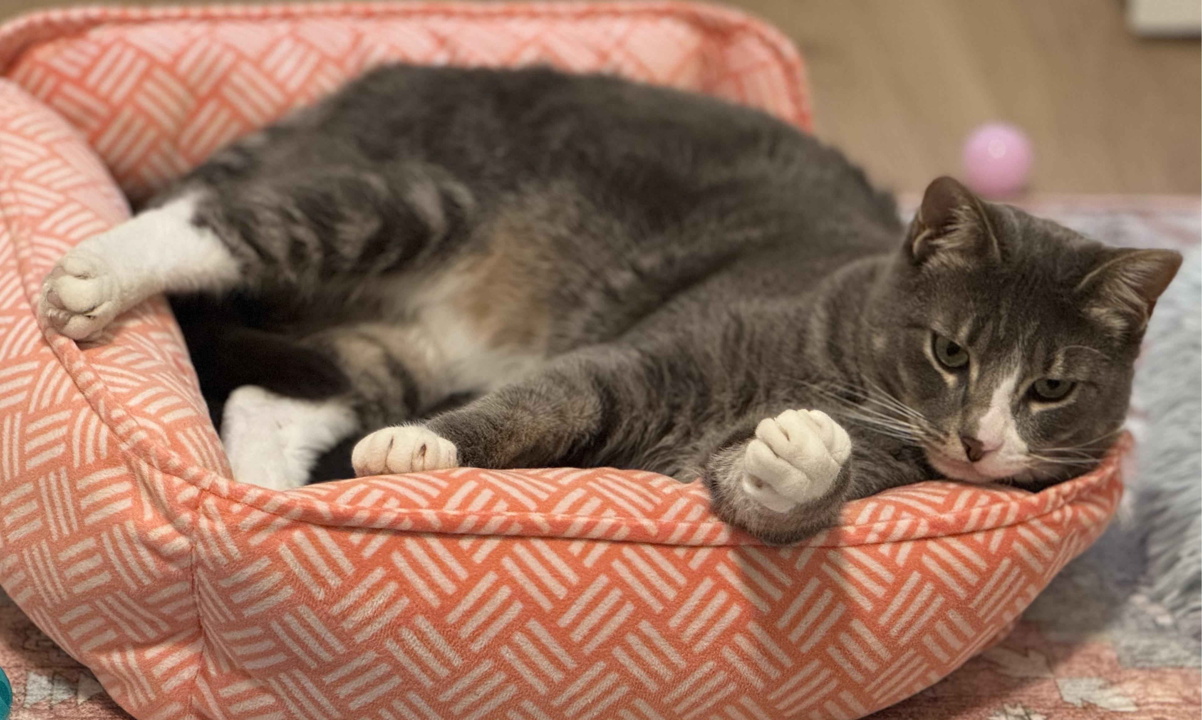 Enlarge Shubam, a ADOPTABLE Domestic Short Hair in Saanichton, BC image 3/4