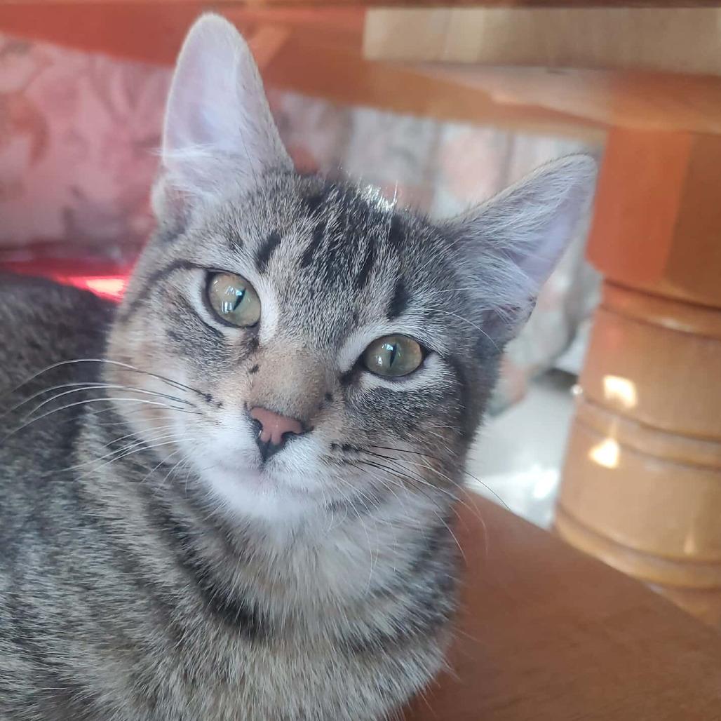 Mr. Deathclaw — thumbnail 3