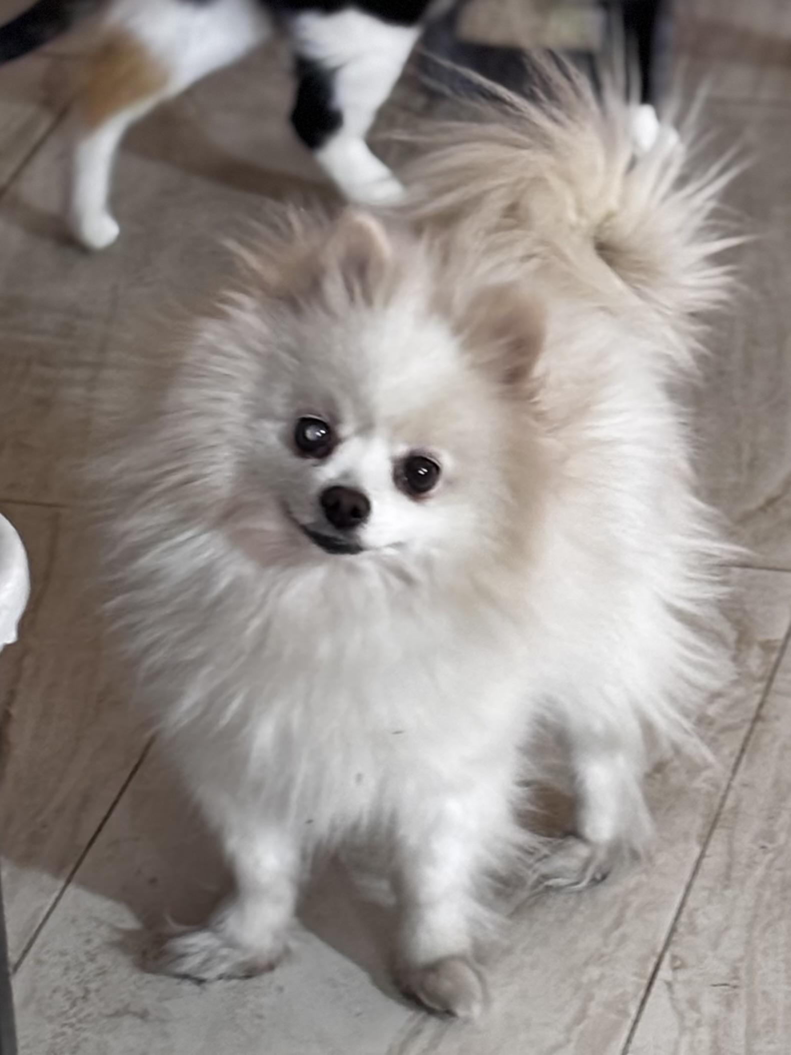Enlarge Mochi, an adopted Pomeranian in Helendale, CA image 1/2