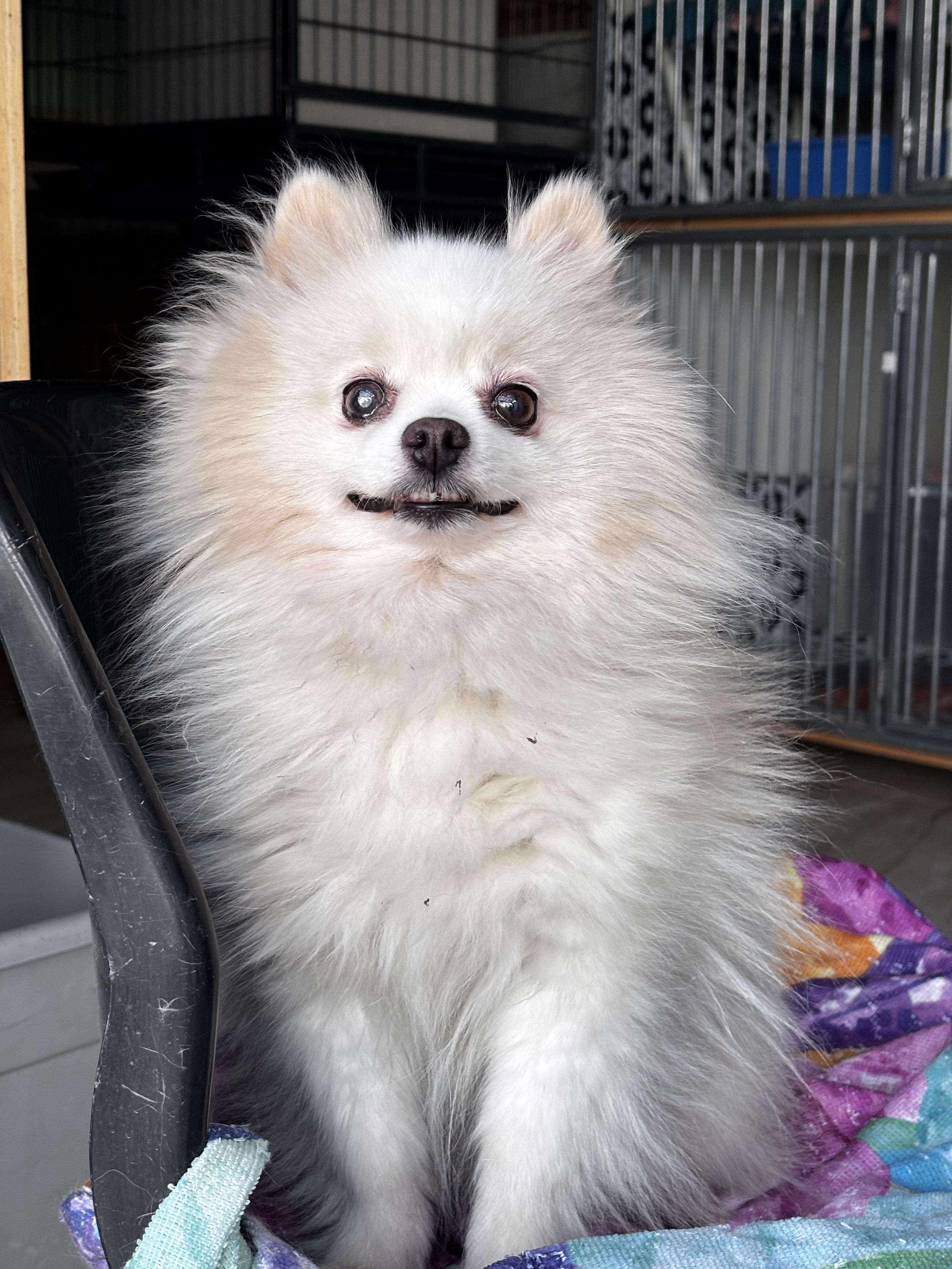 Enlarge Mochi, an adopted Pomeranian in Helendale, CA image 2/2