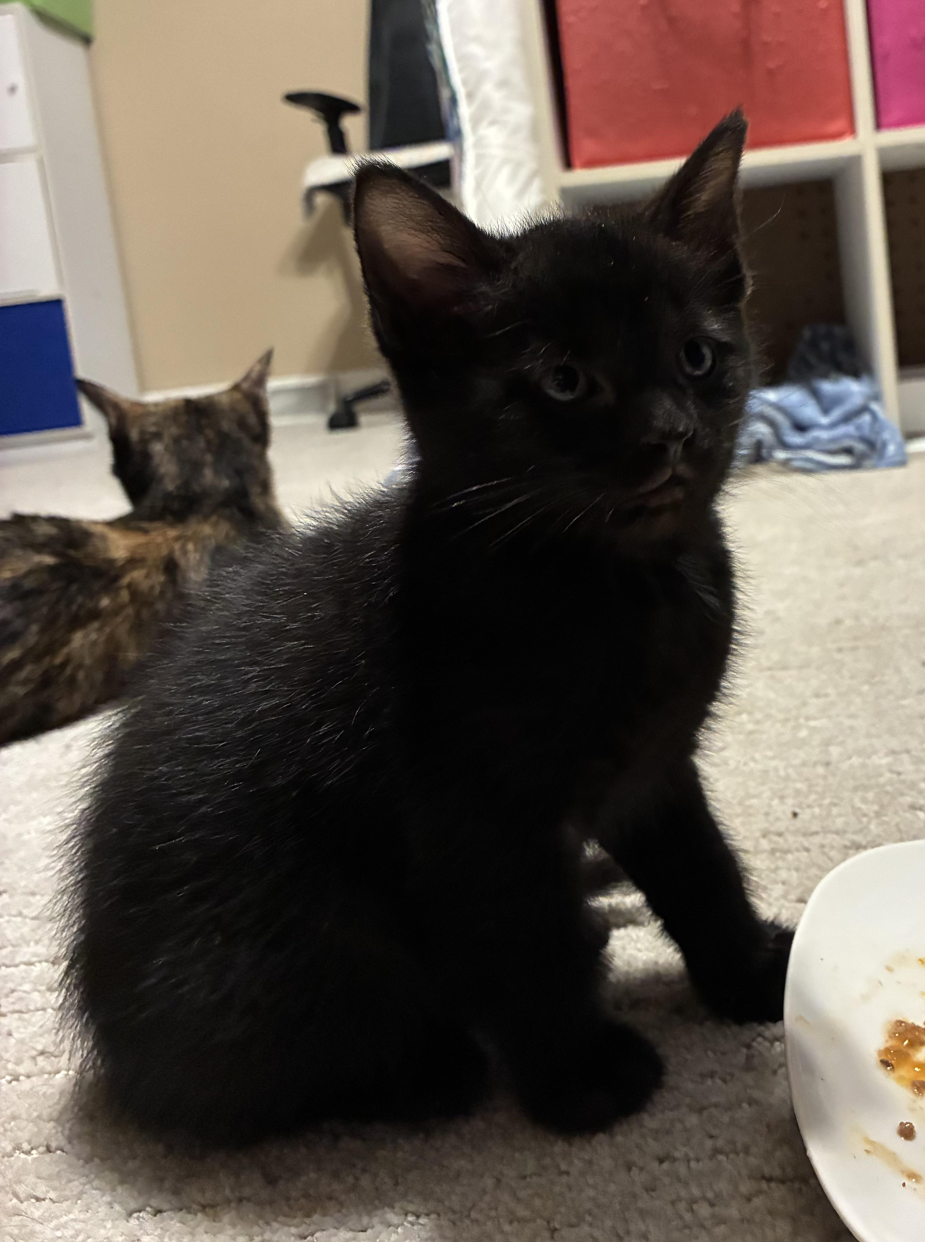 Coal, Adopted, Young Male Domestic Short Hair.