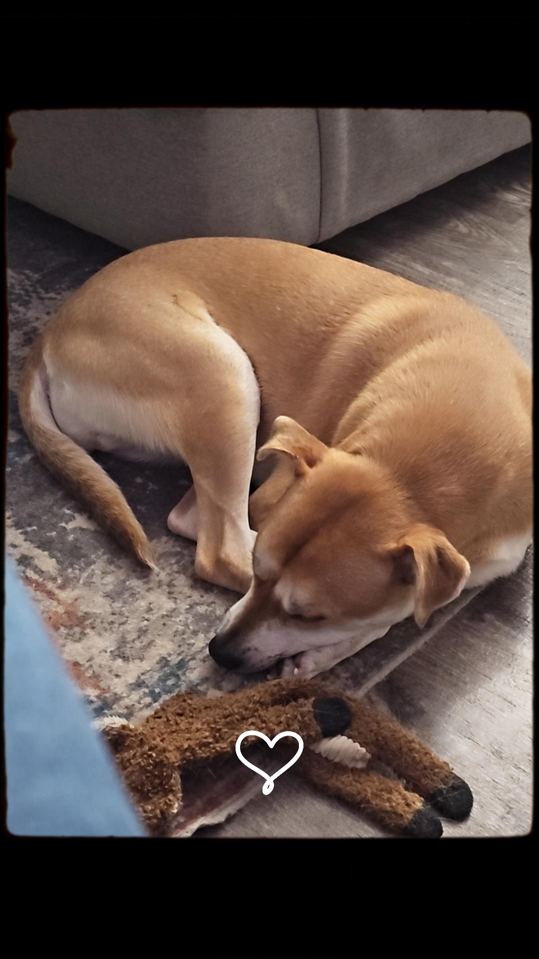 Kazu, a ADOPTABLE mixed breed in Rochester, NY image 2/2