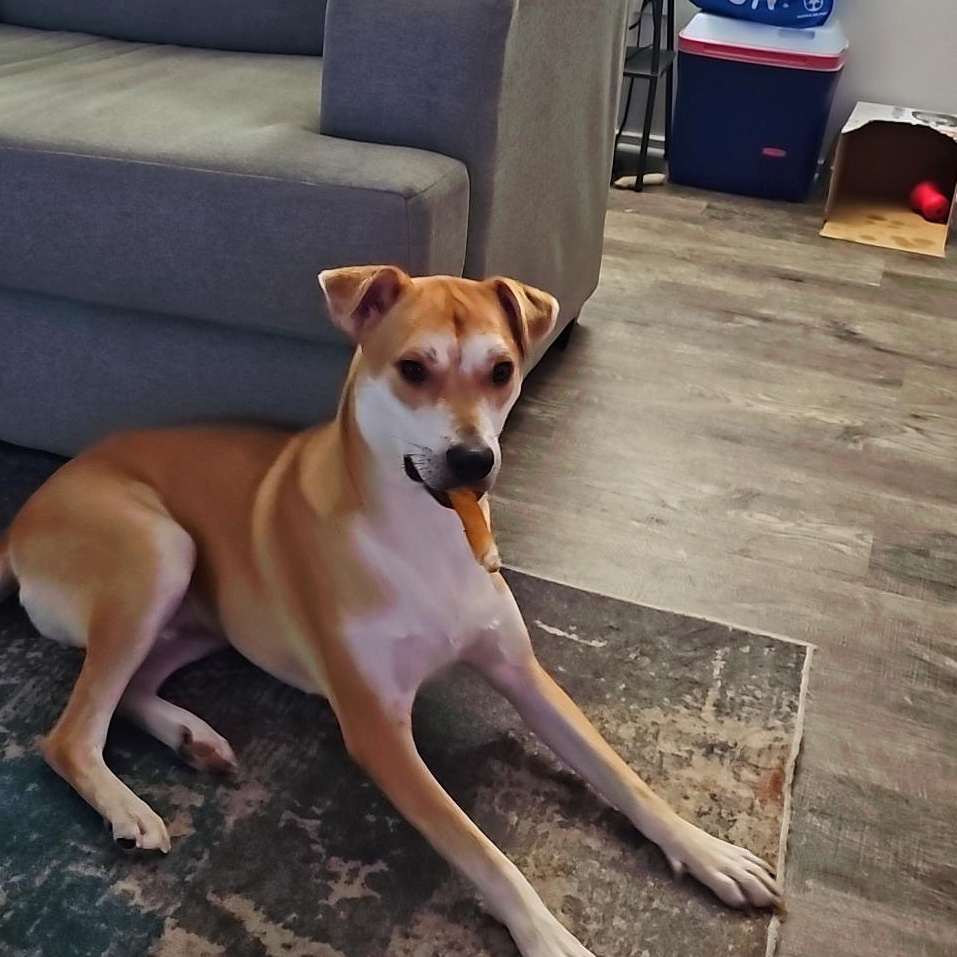 Kazu, ADOPTABLE, Young Male Shiba Inu & German Shepherd Dog.