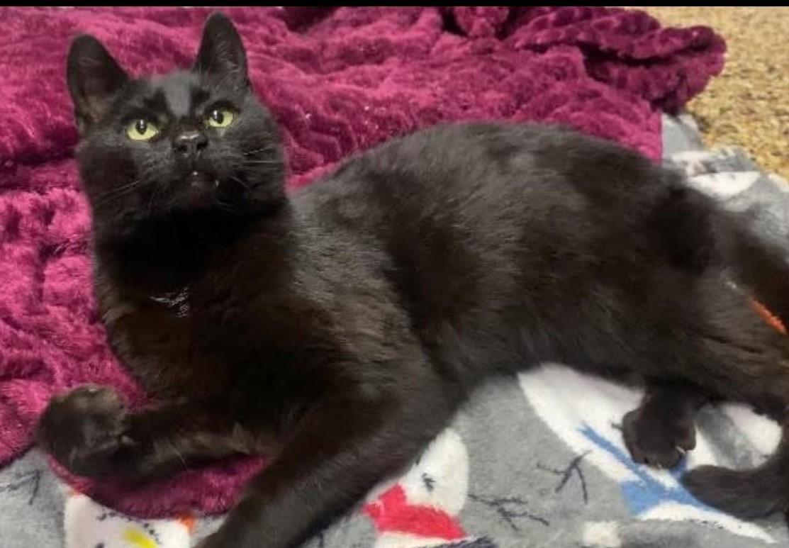 Enlarge Campbell, a Adoptable Domestic Short Hair in Shippenville, PA image 1/1