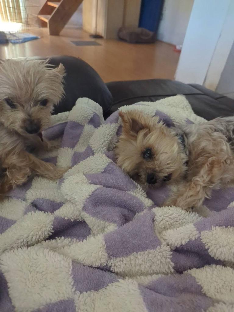 Baby / Bojangles (Bubbles), Adoptable, Senior Female Yorkshire Terrier.